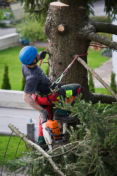 How Our Tree Care Process Works  in  Lindenhurst, NY